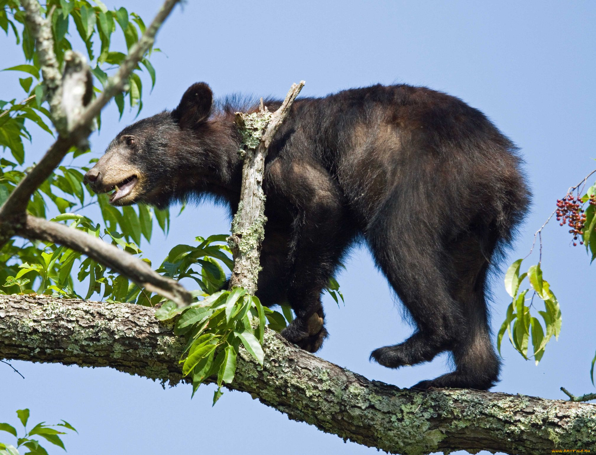 , , bear